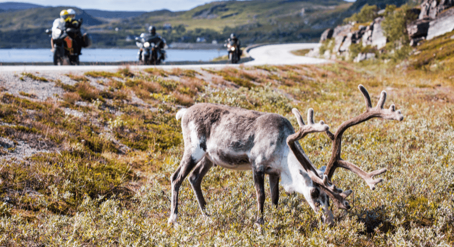 Sweden on a motorcycle - freedom starts here! – image 1