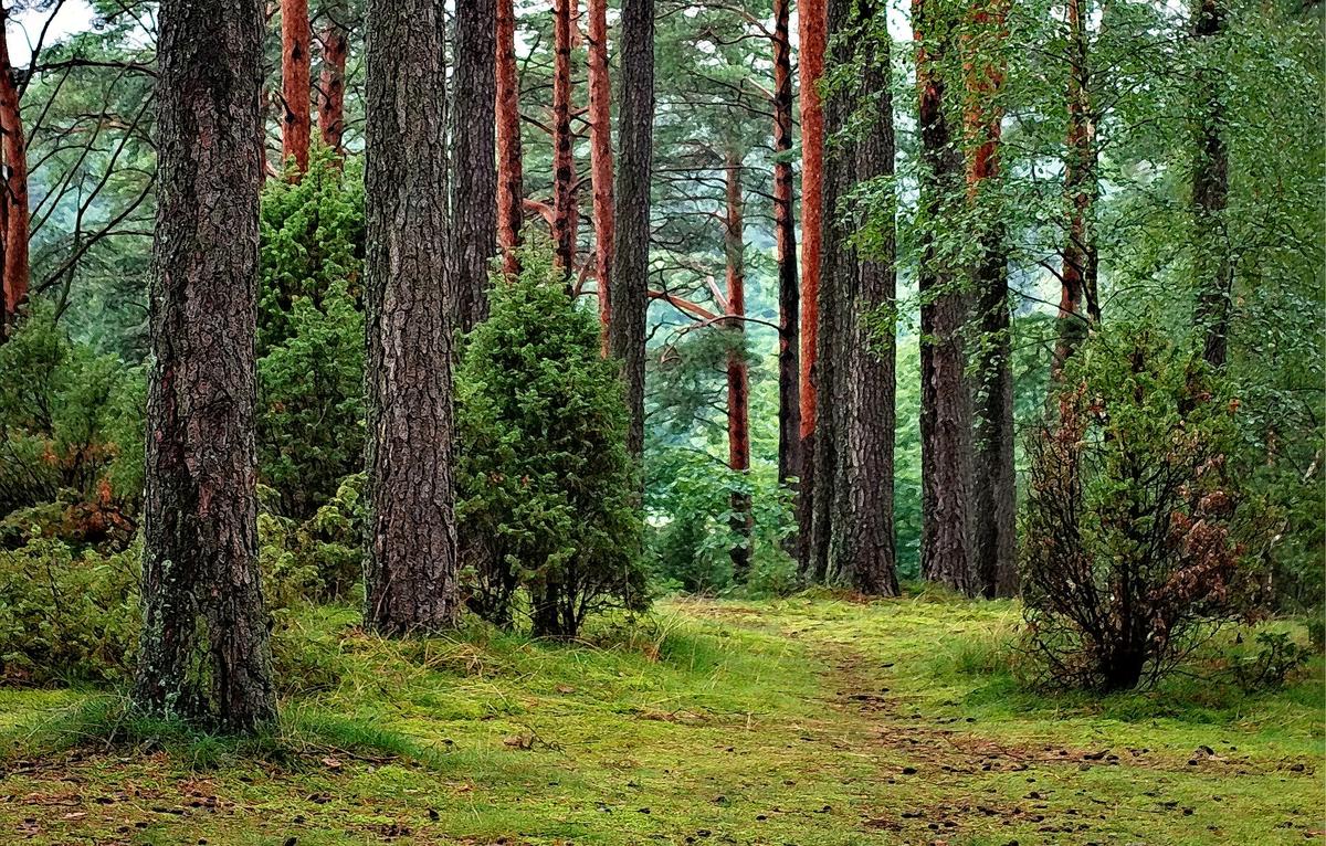 Active recreation in Bory Tucholskie – image 1