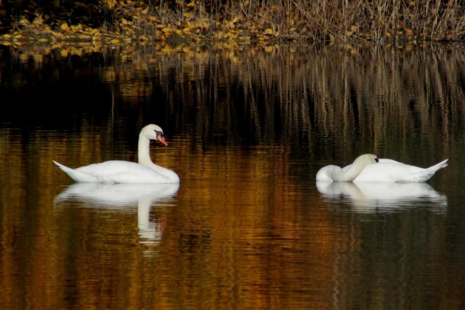 Swan lake - Łuknajno – image 1