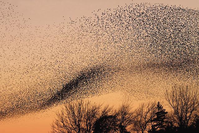 Vikings and Starlings Dance - Ribe – image 1