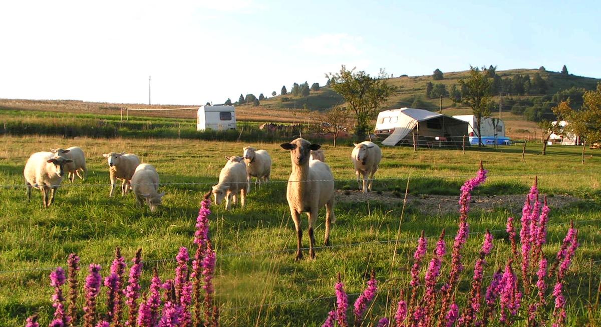 Camping Sedliacky Dvor – zdjęcie 3