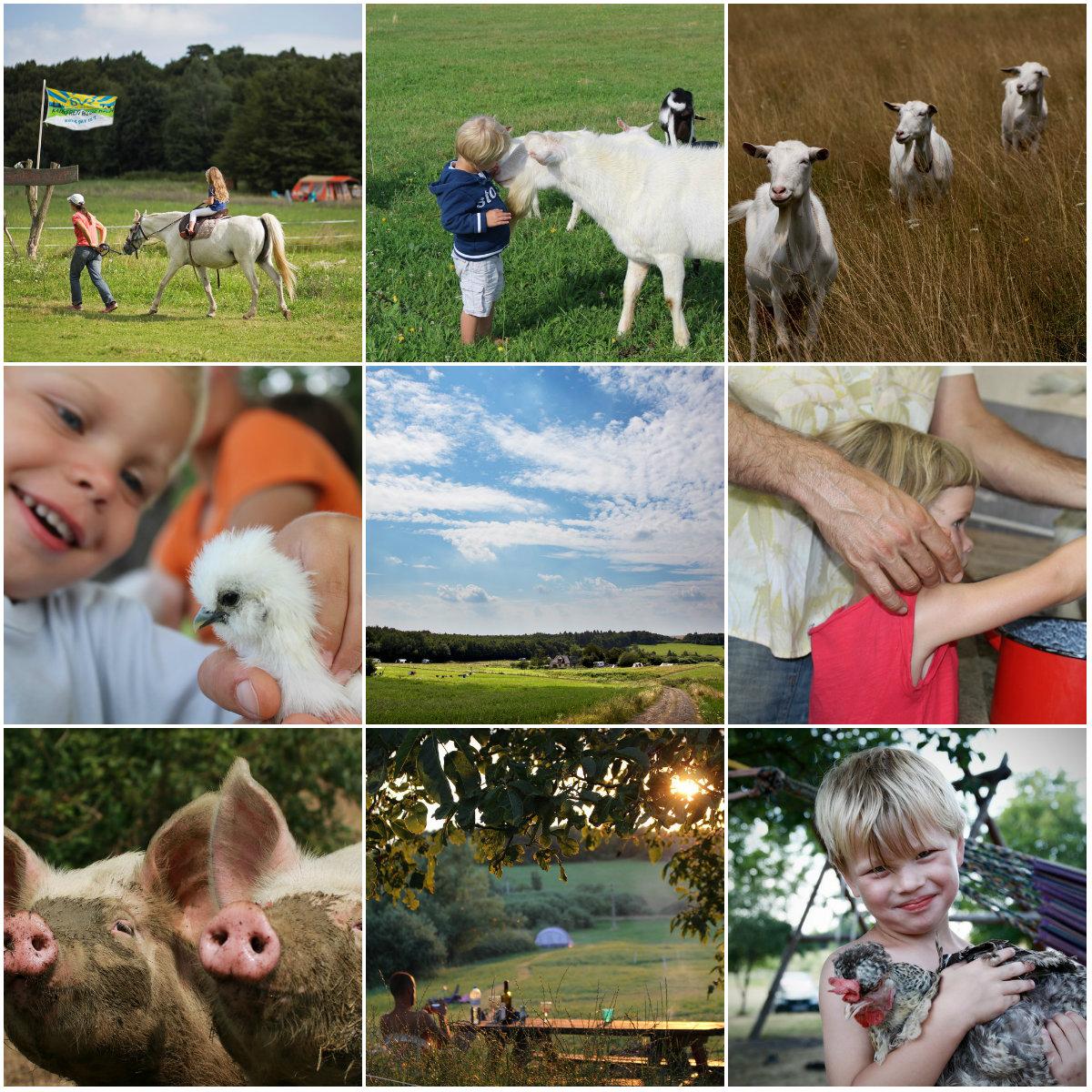 Farm & Camping Lazy – image 2
