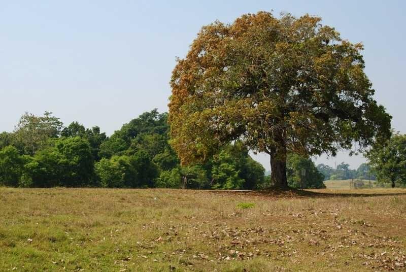 Tajski Eden - Park Narodowy Khao Yai – zdjęcie 3