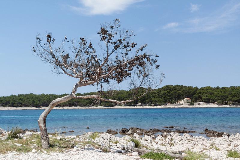 The smile of a dolphin in Mali Lošinj – image 3