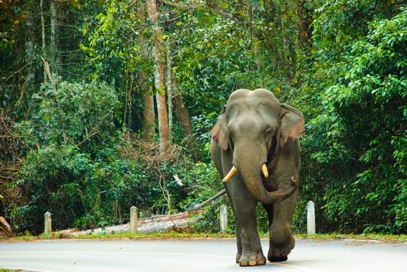 Tajski Eden - Park Narodowy Khao Yai – zdjęcie 4