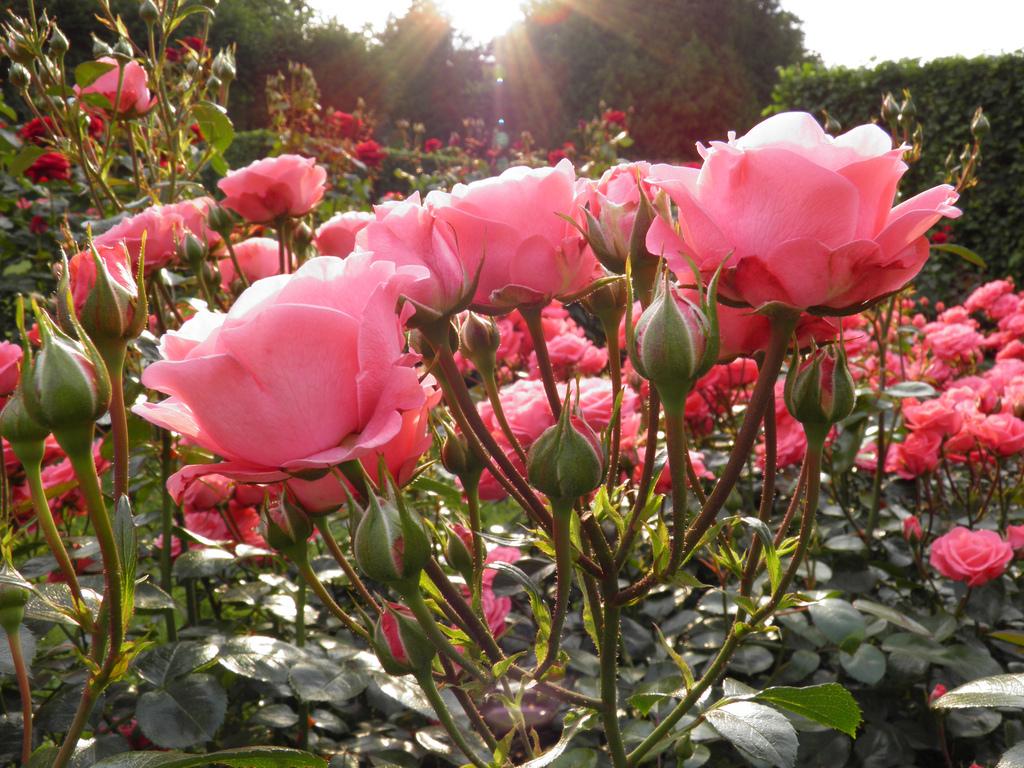 Trädgårdsföreningen roses – image 4