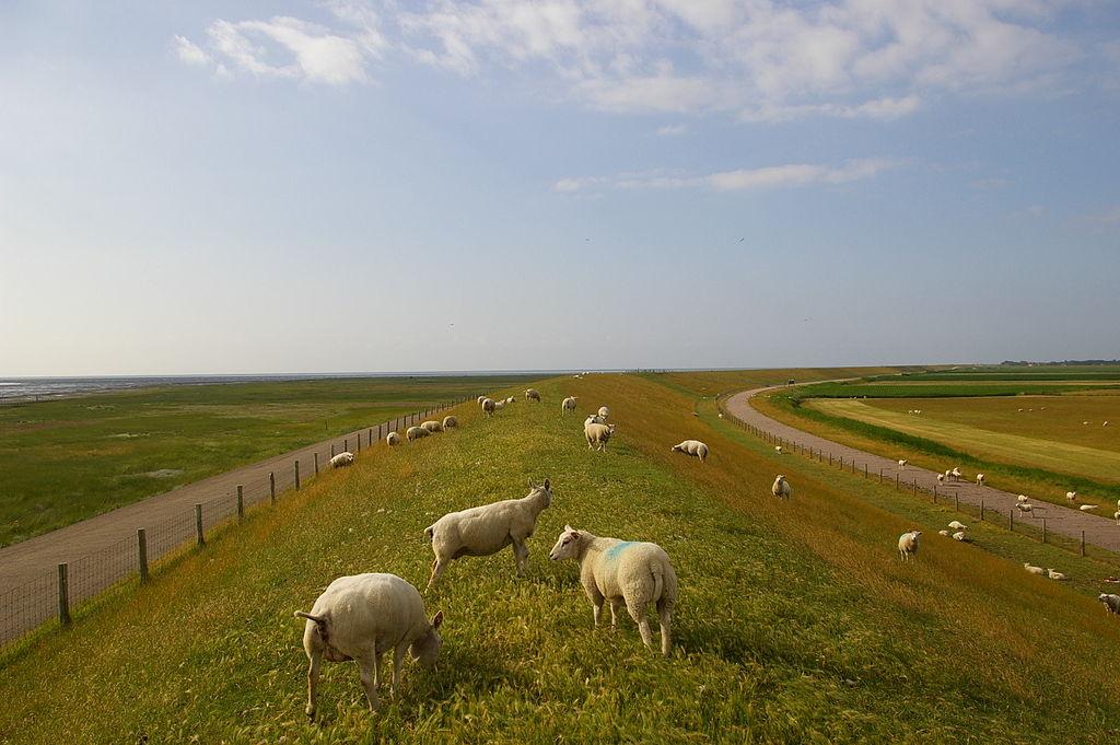 Texel - wyspa królików – zdjęcie 3