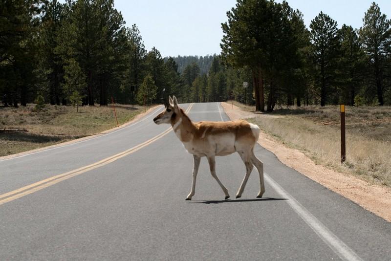 America by car, part 5/10 - Grand Canyon – image 4