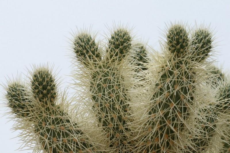America by car, part 4/10 - Joshua Tree Park – image 3