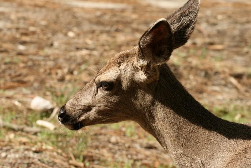 Ameryka Samochodem cz. 7/10 - Yosemite National Park – zdjęcie 4