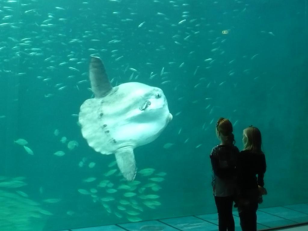 Sunfish from Hirtshals – image 4