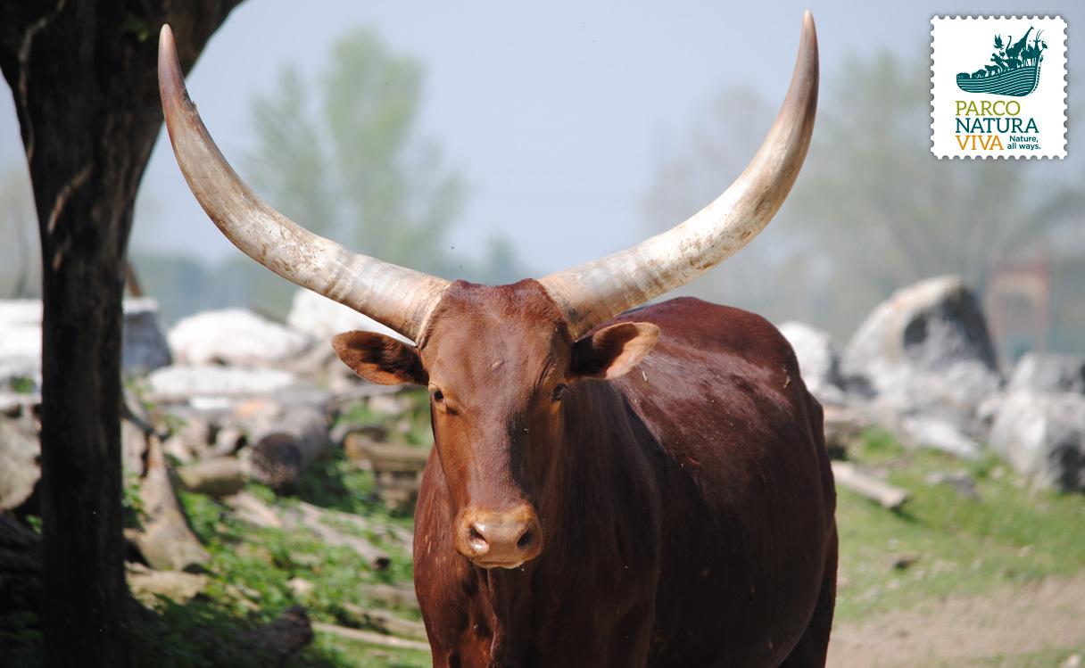 Wakacje wśród dinozaurów – Camping Piani di Clodia – zdjęcie 2