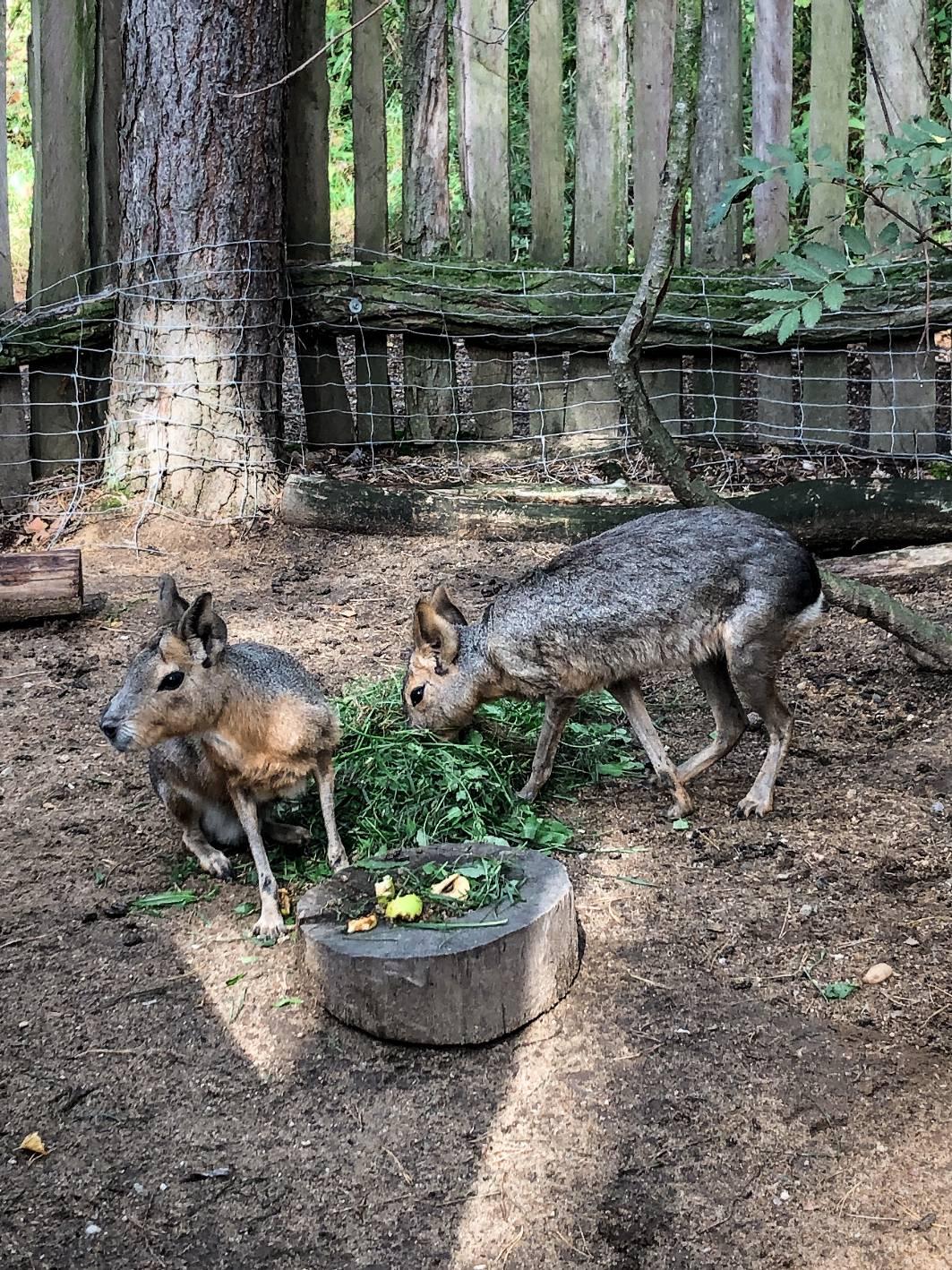 Gdzie na weekend z rodziną? Tajemnicza Kraina Turisede! – zdjęcie 4