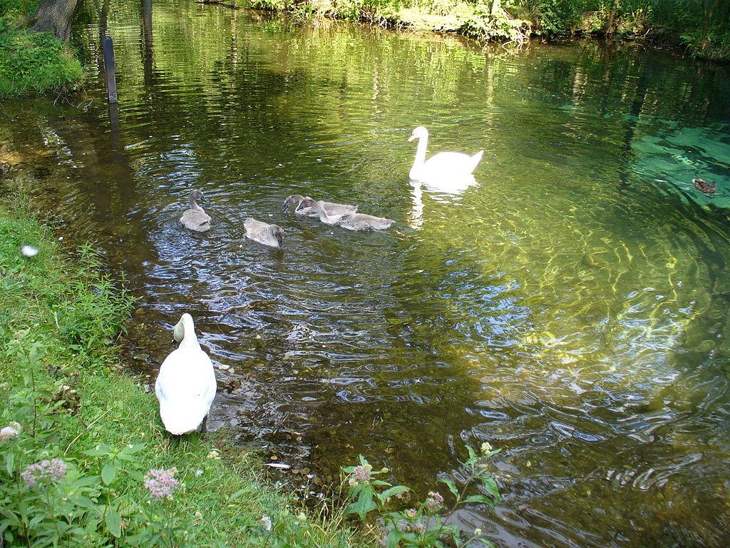 May weekend at the Blue Springs – image 3