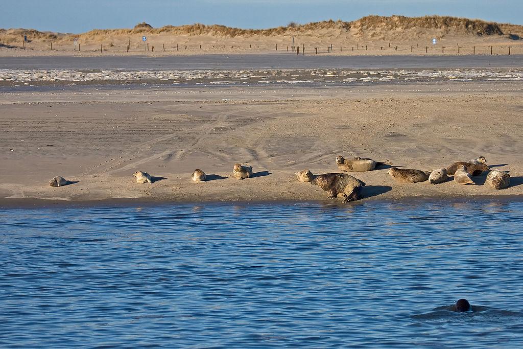 Wyspa w kształcie jaszczurki - Norderney – zdjęcie 1