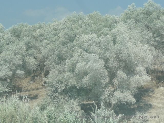 BAŁKANY OSIOŁKIEM - ALBANIA 2011 – zdjęcie 54