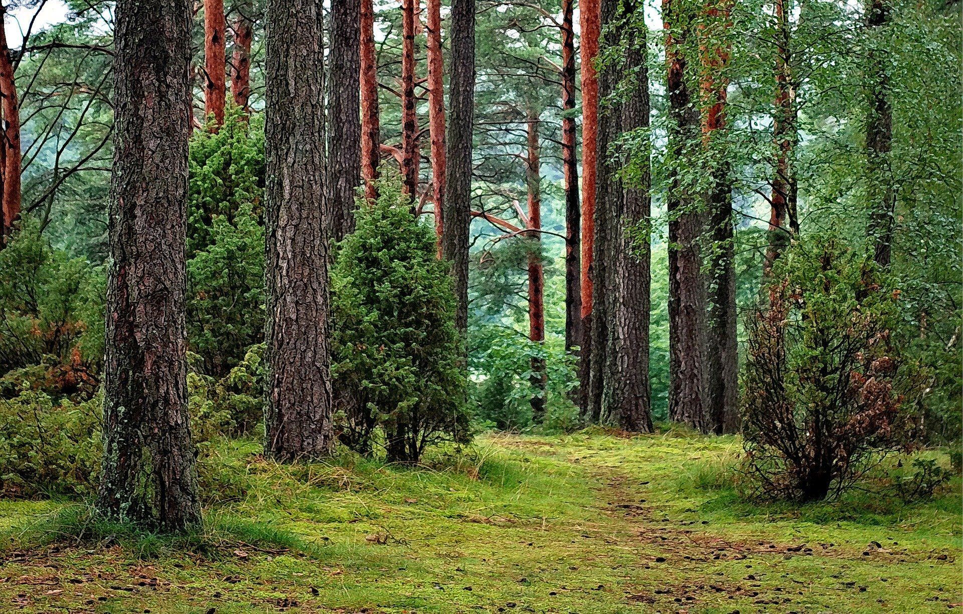 Active recreation in Bory Tucholskie – main image