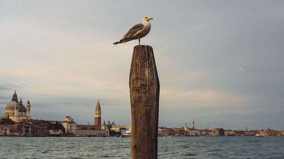 Birdwatching in Grado – main image