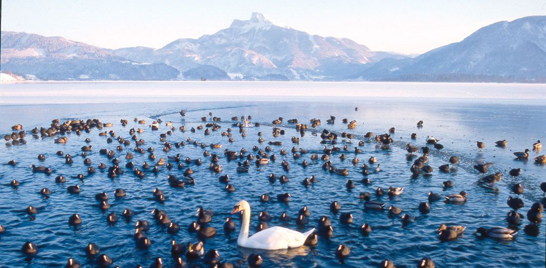 Mondsee before and after the season – main image