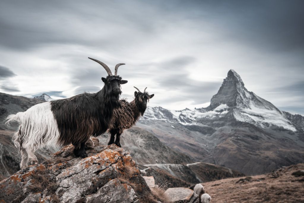 Vacation under the deer mountain - at the foot of the Matterhorn – main image