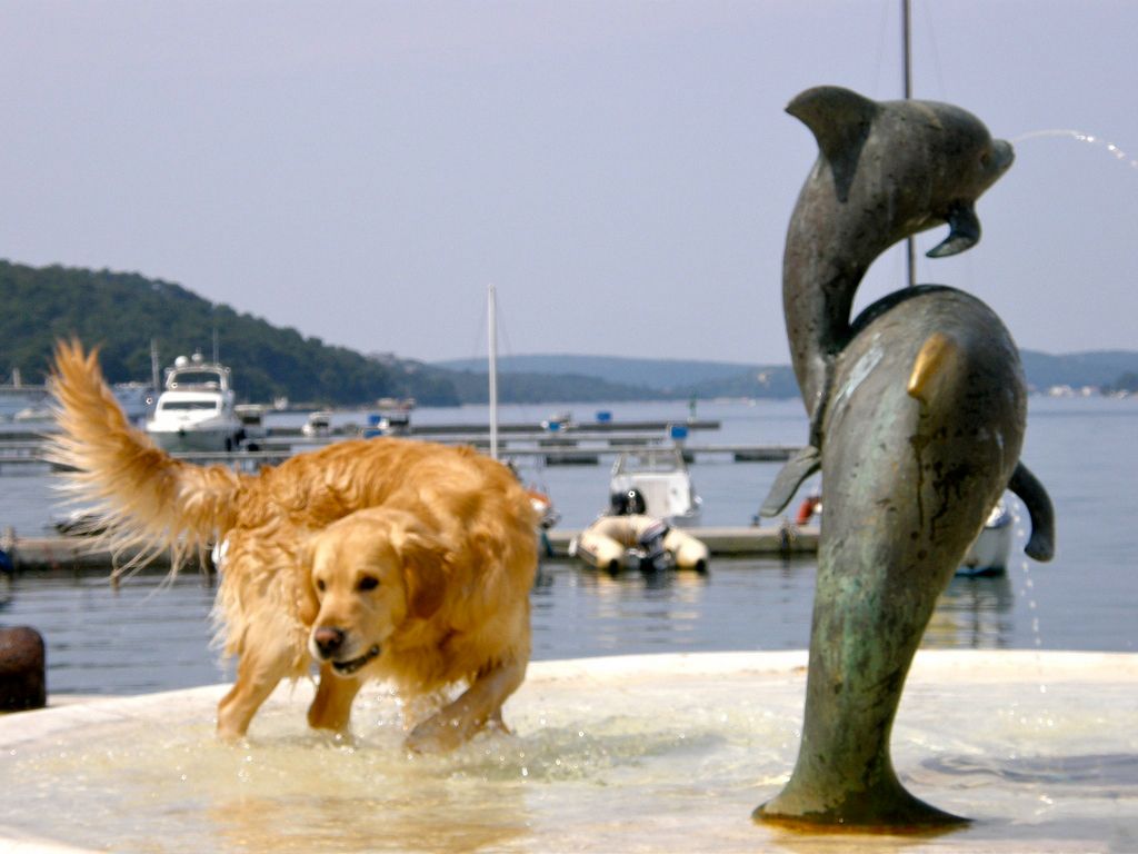 The smile of a dolphin in Mali Lošinj – main image