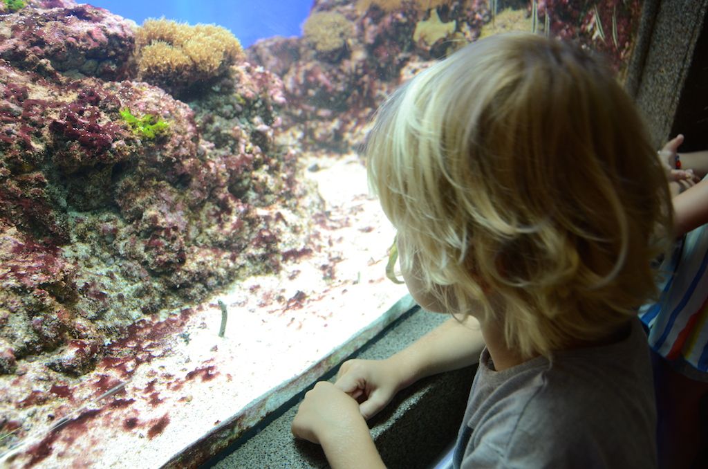 Underwater secrets at the Aquarium in Gdynia