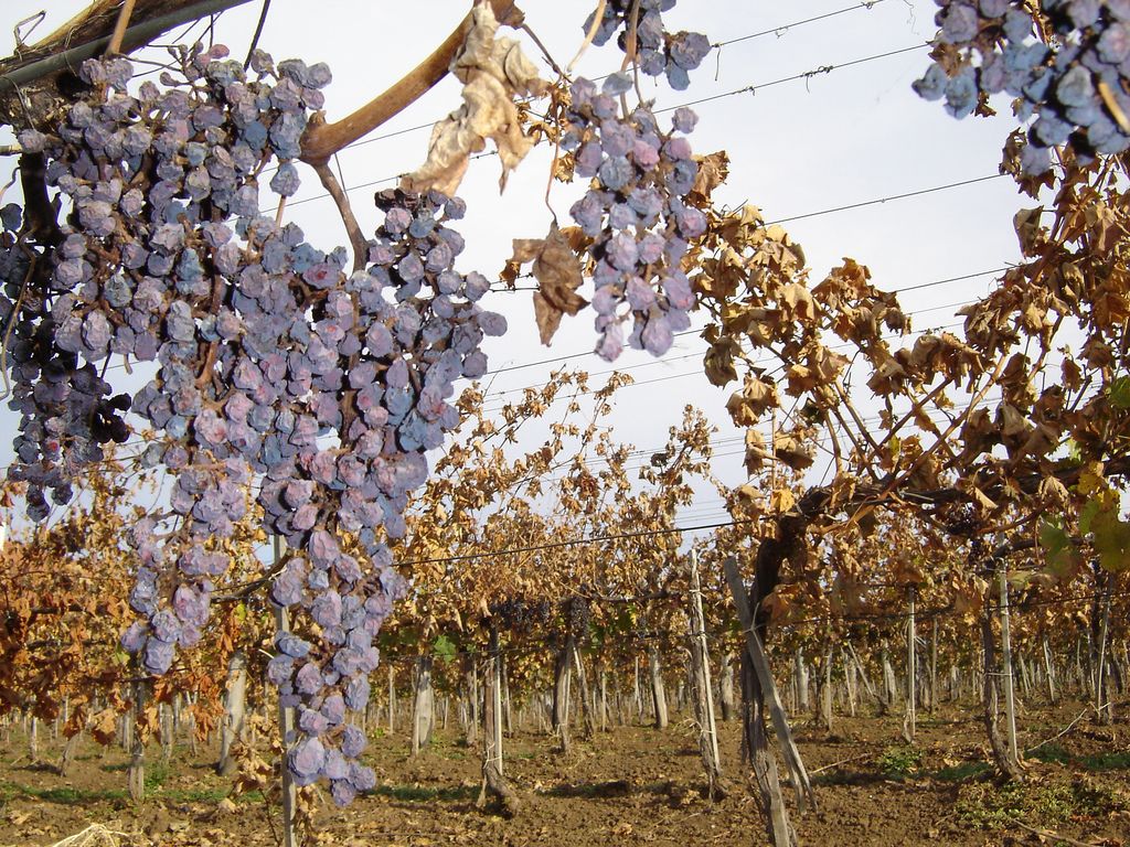 eger-vineyard-elin-b-wwwflickrcom-cc-byjpg