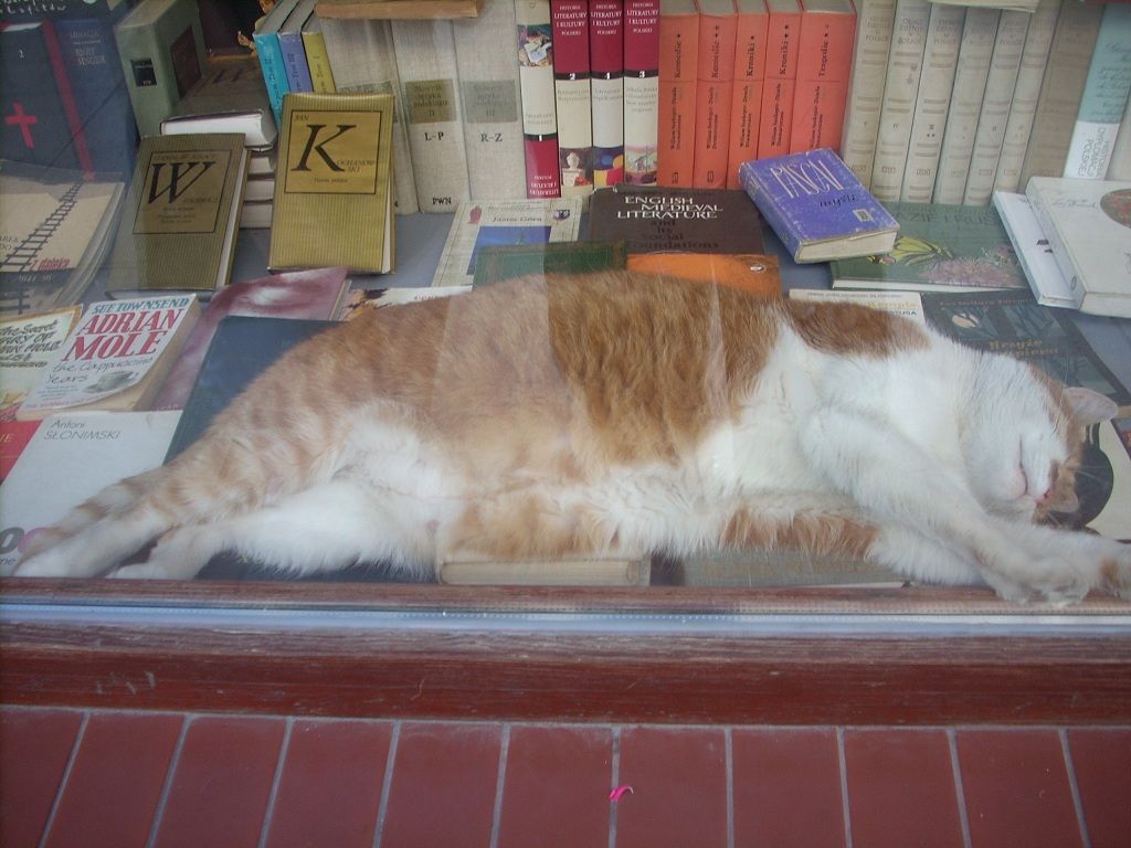antiquarian-cat-photo-przemek-klisjpg