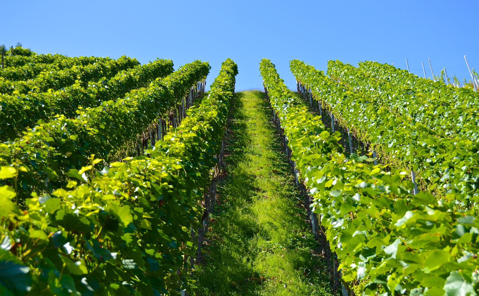 vineyard-1612092_1920jpg