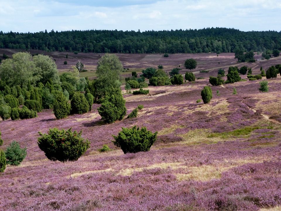 luneburg-heath-pixabayjpg