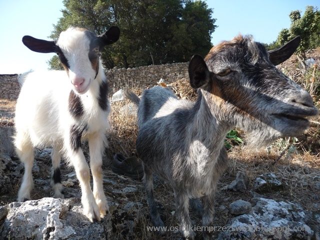 BALKANS WITH A Donkey - ALBANIA 2011 – image 44