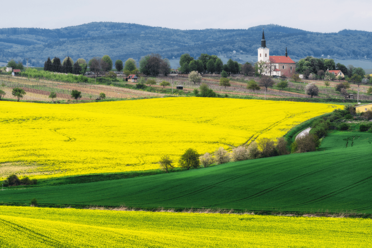 South Moravia. Rapeseed field near the village of Kostelec