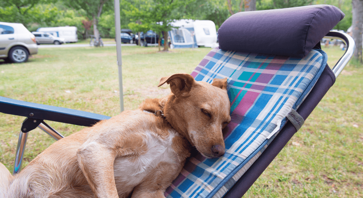 For camping with a dog – image 1