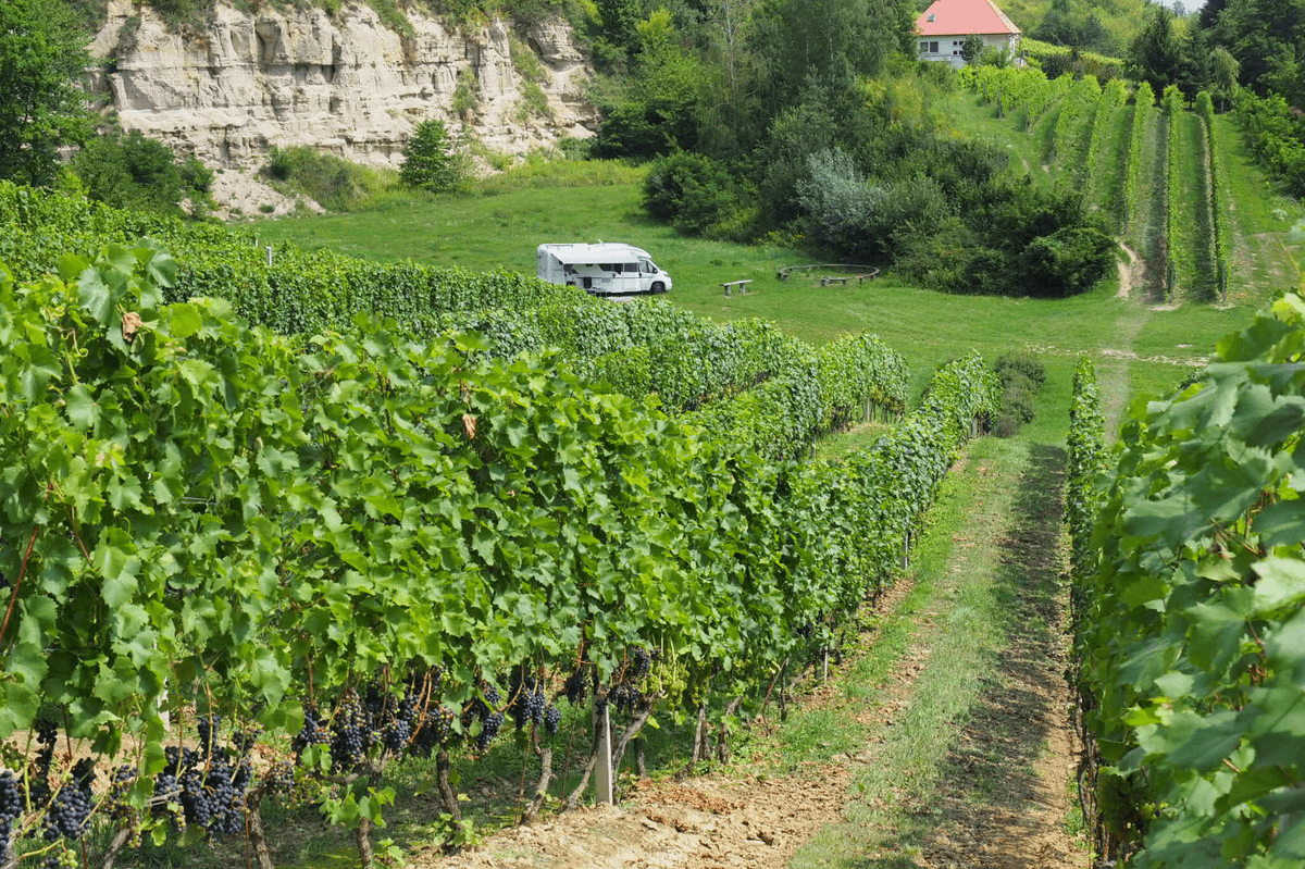 In a camper van to the vineyard – image 1