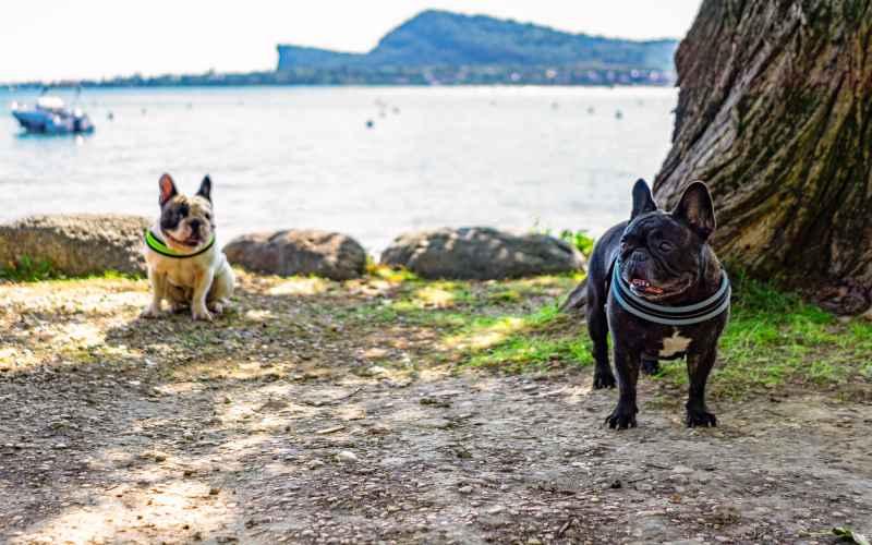 Jezioro Garda z psem – gdzie nocować? – zdjęcie 1