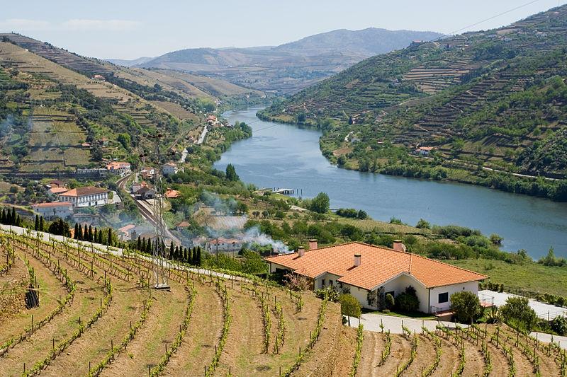 Winnice w dolinie rzeki Douro – zdjęcie 1