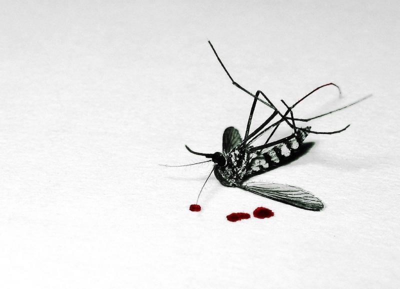Jak odstraszyć komary – zdjęcie 1