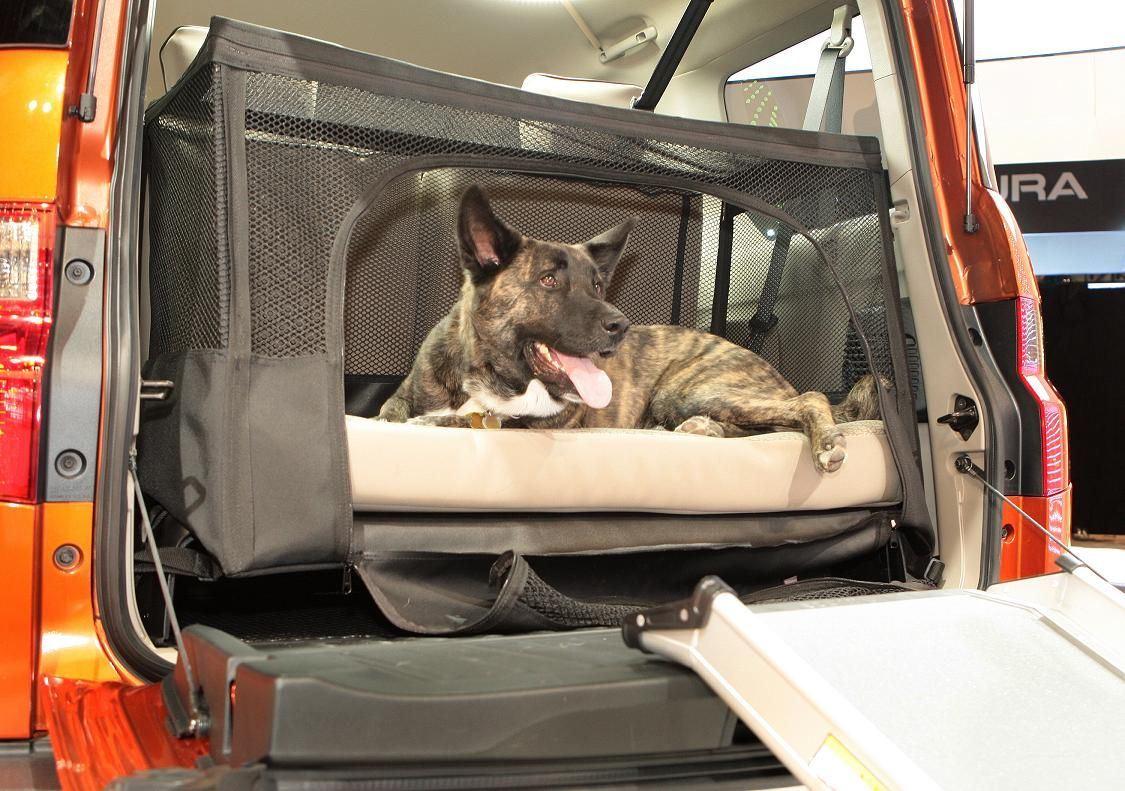 How to transport a dog or cat in the car? - useful accessories – image 1