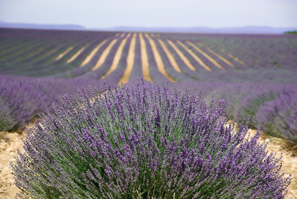 In the land of Lavender – image 1