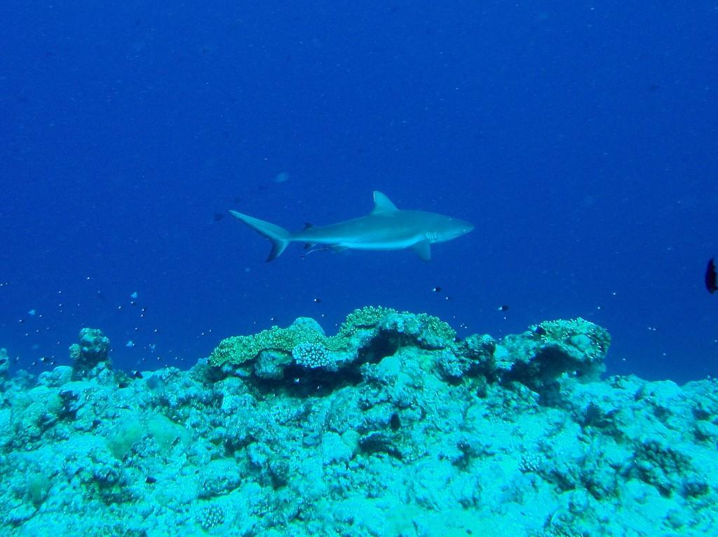 Diving in Palau – image 2
