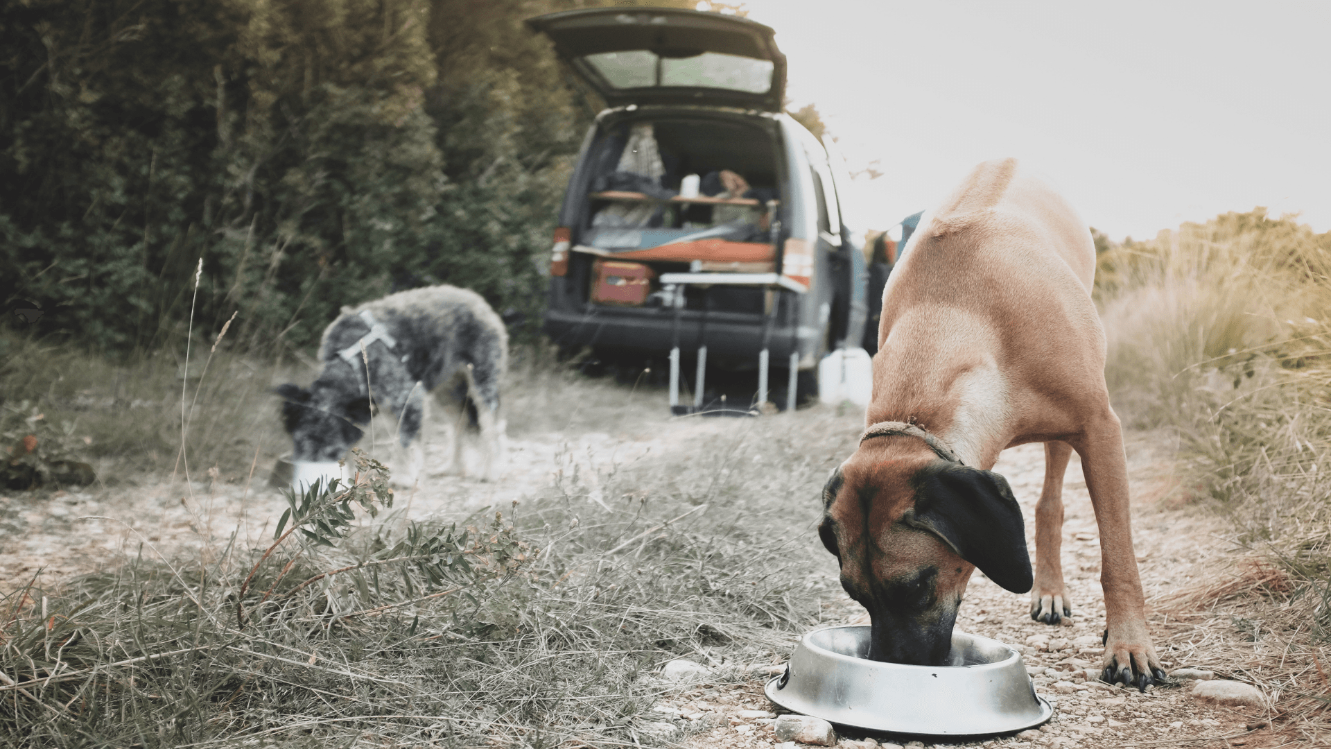 For camping with a dog – image 4