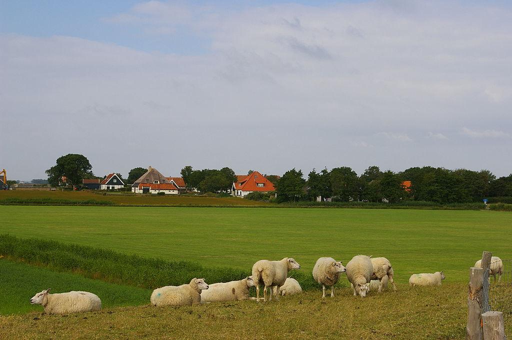 Texel - wyspa królików – zdjęcie 4