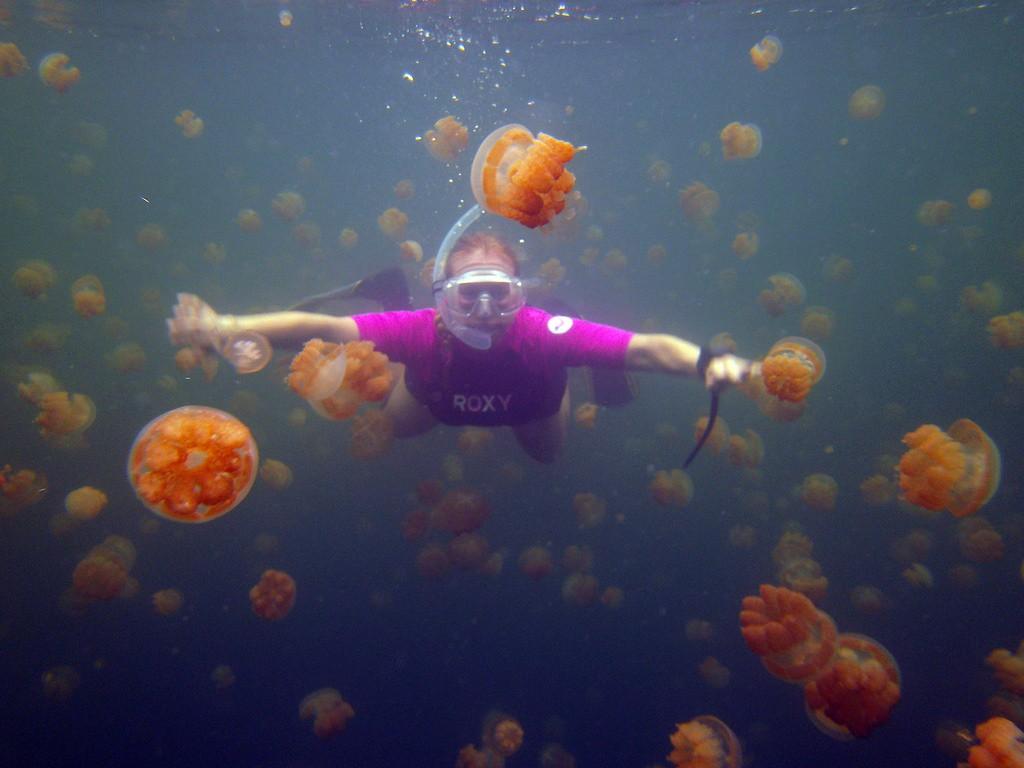 Diving in Palau – image 4