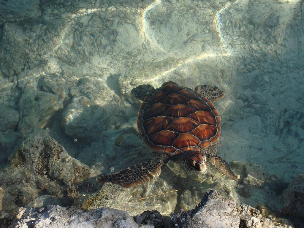 Czarna perła pacyfiku - Bora Bora  – zdjęcie 4