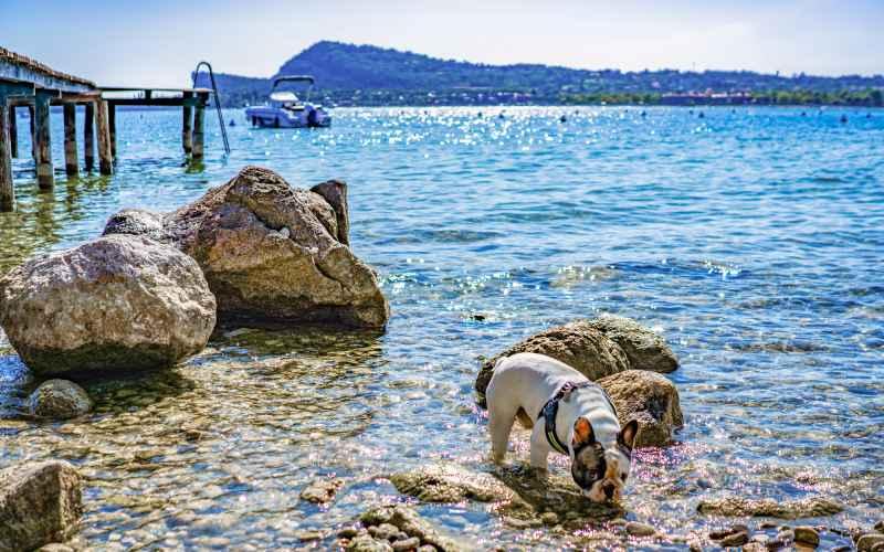 Jezioro Garda z psem – gdzie nocować? – zdjęcie 2