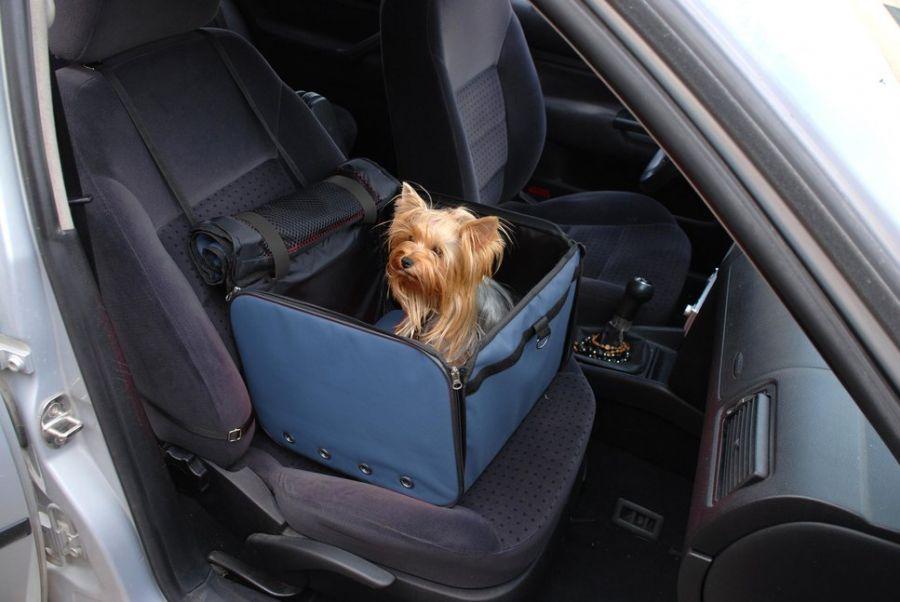 How to transport a dog or cat in the car? - useful accessories – image 2