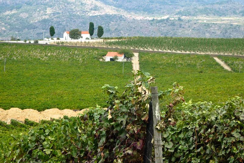 Winnice w dolinie rzeki Douro – zdjęcie 3