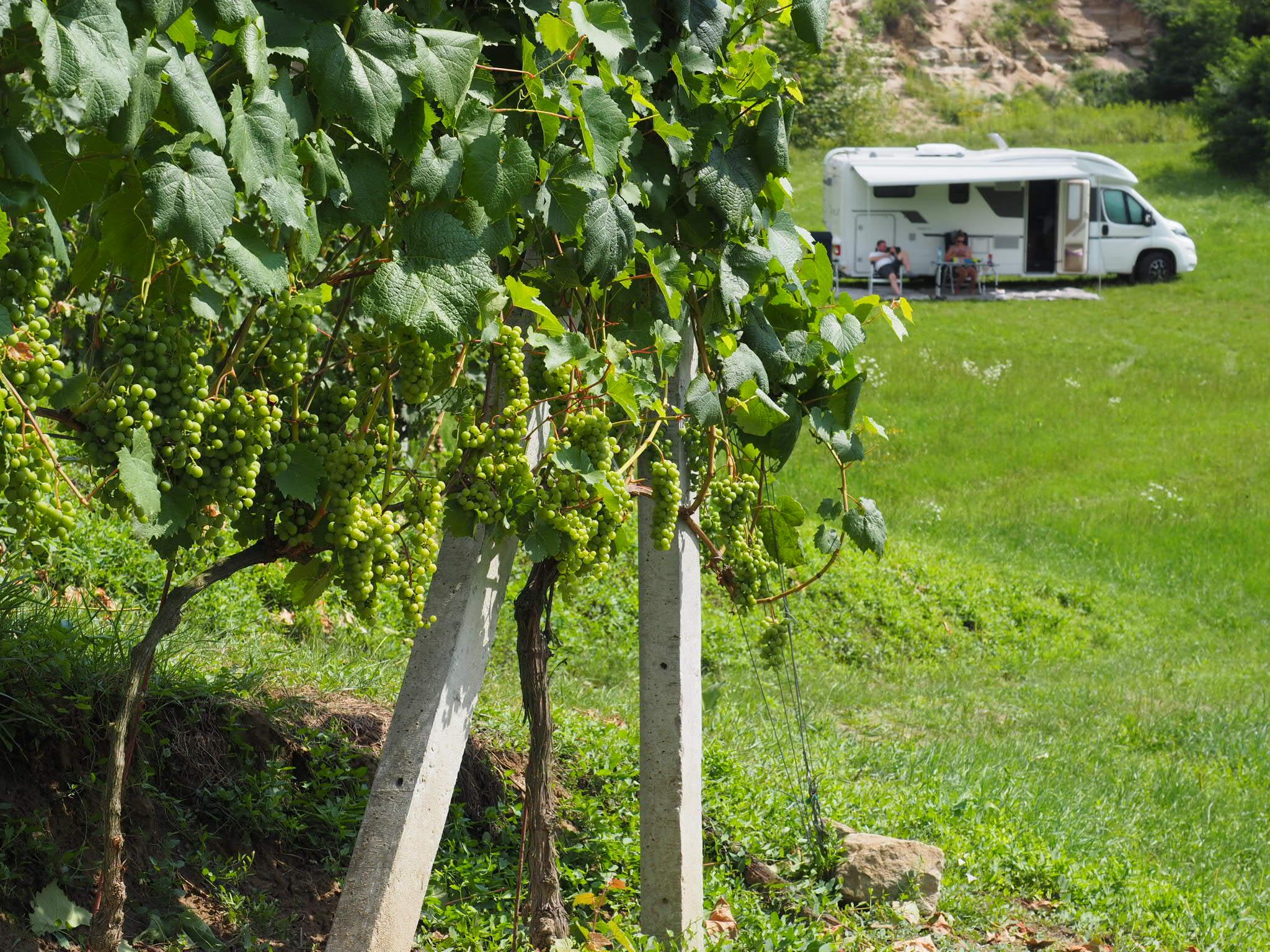 44 Polish vineyards friendly to motorhomes – image 4