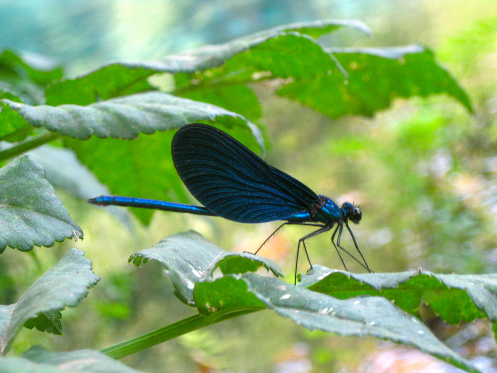 dragonfly-athena-lao-wwwflickrcom-cc-byjpg