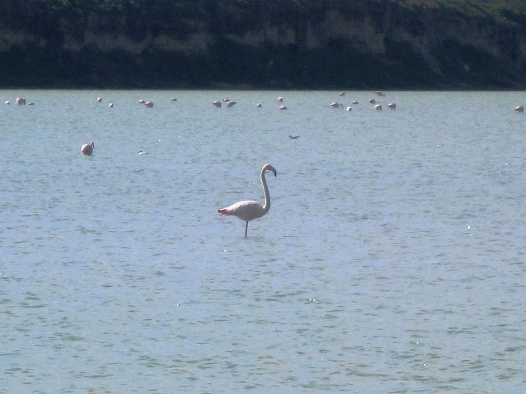 larnaka-flamingi-dickelberg-wwwwikimediaorg-cc-by-sajpg